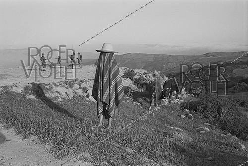 Roger-Viollet | 503700 | Algerian War of Independence. Cherchell Infantry Military School. During the training sessions around Cherchell, the rural life goes on, the shepherds guard their herds. Algeria, August 1960. | &copy; Jean-Pierre Laffont / Roger-Viollet