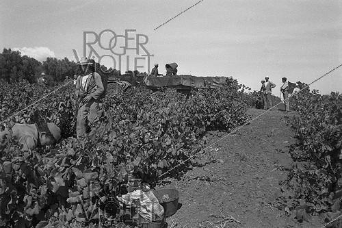 Roger-Viollet | 681669 | Algerian War of Independence. Cherchell Infantry Military School. During the training sessions around Cherchell, the rural life goes on: the grape harvests. Algeria, August 1960. | &copy; Jean-Pierre Laffont / Roger-Viollet