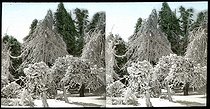 Roger-Viollet | 861647 | Luna Island (United States), near the Niagara River. Snow-covered forest. | &copy; Léon & Lévy / Roger-Viollet