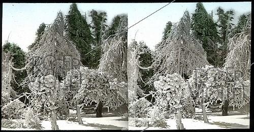 Roger-Viollet | 861647 | Luna Island (United States), near the Niagara River. Snow-covered forest. | &copy; Léon & Lévy / Roger-Viollet
