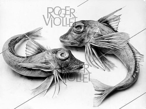 Roger-Viollet | 747669 | Red mullets. Photograph by Léopold Mercier. | &copy; Léopold Mercier / Roger-Viollet