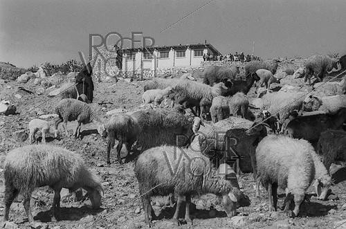 Roger-Viollet | 310315 | School built by the soldiers for the children of the village of M'Zaourat, Mascara Area, during the Algerian War of Independence. Only one child was not allowed by his parents to go to school. He guarded the flock around the school all day long, but eventually went to class. Algeria, Summer 1961. | &copy; Jean-Pierre Laffont / Roger-Viollet