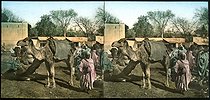 Roger-Viollet | 999477 | Tangier (Morocco). Camels at the market ( Soko), around 1885. | &copy; Léon & Lévy / Roger-Viollet