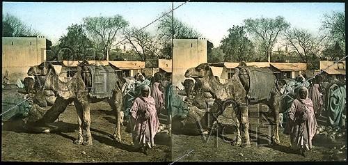 Roger-Viollet | 999477 | Tangier (Morocco). Camels at the market ( Soko), around 1885. | &copy; Léon & Lévy / Roger-Viollet