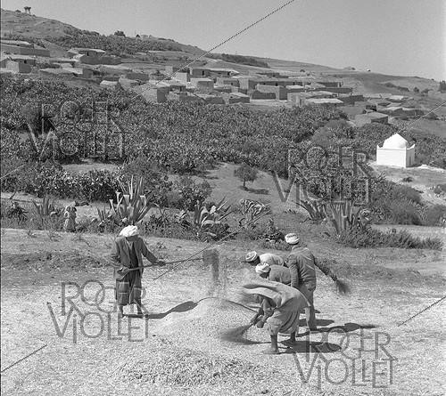 Roger-Viollet | 1069712 | Wheat Harvest. M'Zaourat, Mascara Area, during the Algerian War of Independence, Summer 1961. | &copy; Jean-Pierre Laffont / Roger-Viollet